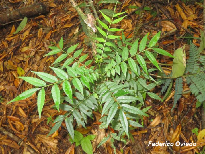 Zanthoxylum riedelianum (Lagartillo, Lagarto amarillo)