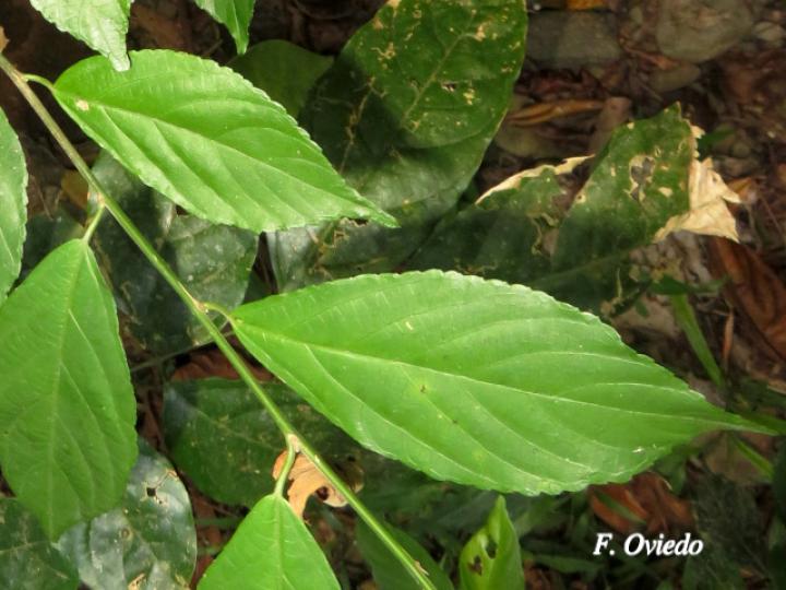 Acalypha diversifolia