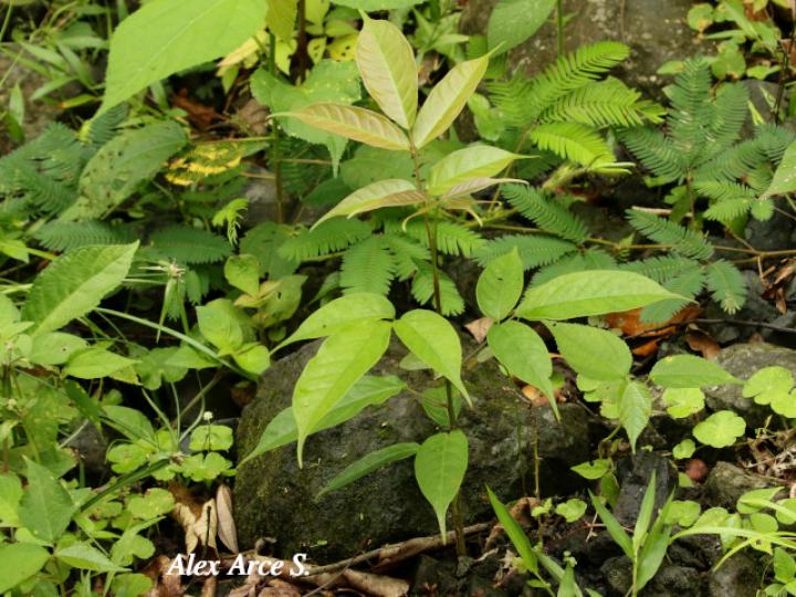 Bursera simaruba (Indio desnudo)