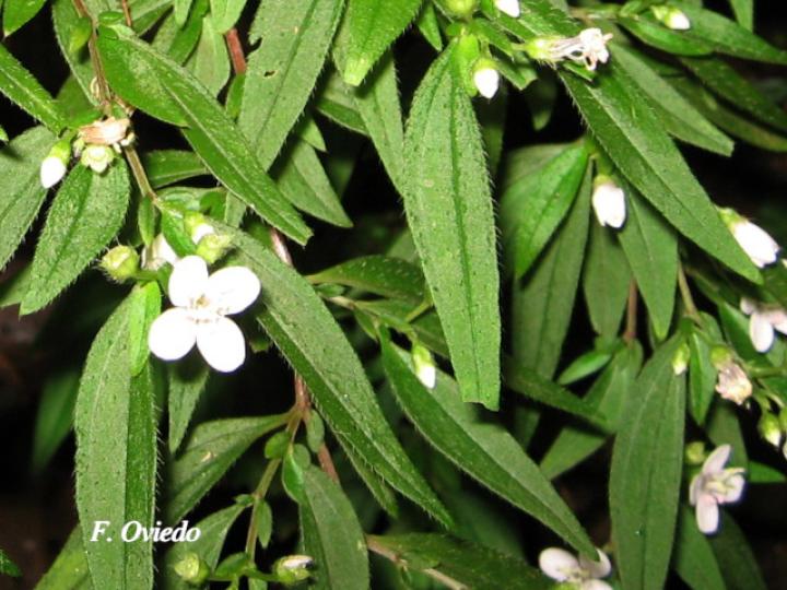 Centradenia inaequilateralis