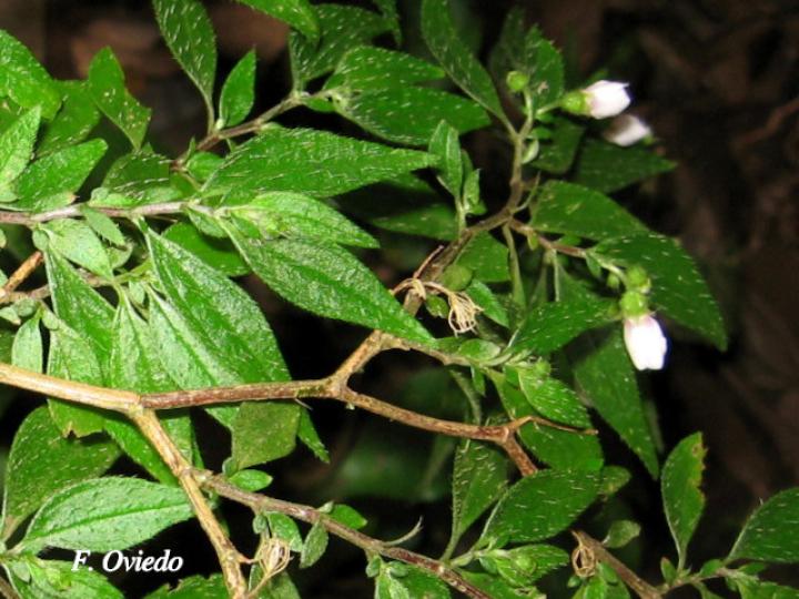 Centradenia inaequilateralis