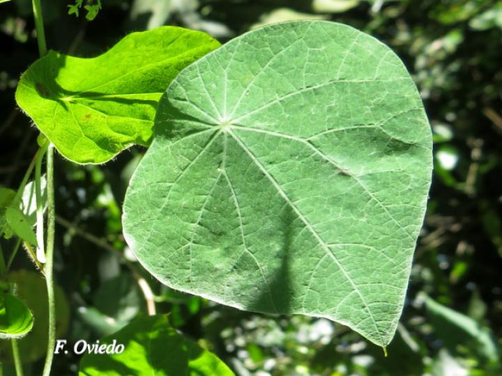 Cissampelos grandifolia