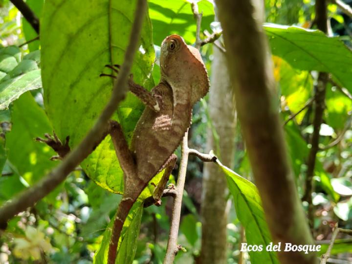Corythophanes cristatus (Camaleón crestado)