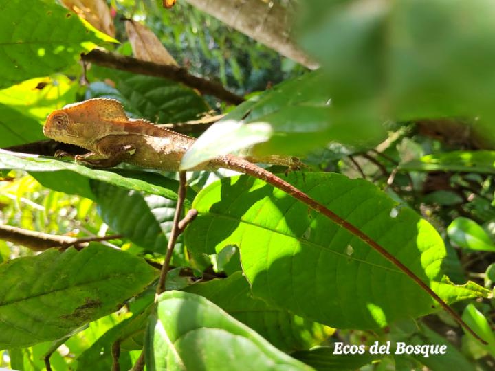 Corythophanes cristatus (Camaleón crestado) Corythophanes cristatus (Camaleón crestado)