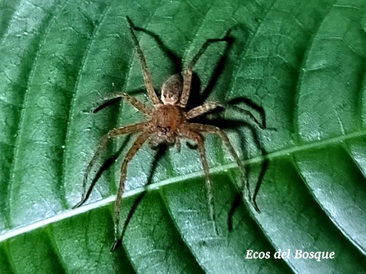 Cupiennius coccineus (Araña errante)