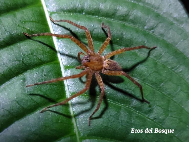 Cupiennius coccineus (Araña errante)