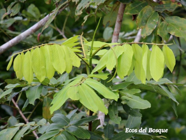 Dipteryx panamensis (Almendro de montaña) Dipteryx panamensis (Almendro de montaña)