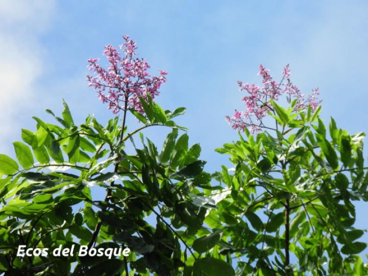 Dipteryx panamensis (Almendro de montaña) Dipteryx panamensis (Almendro de montaña)