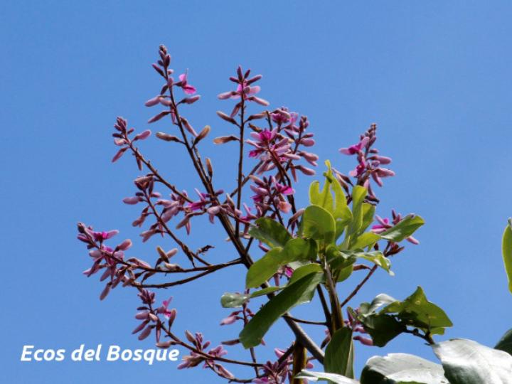 Dipteryx panamensis (Almendro de montaña) Dipteryx panamensis (Almendro de montaña)