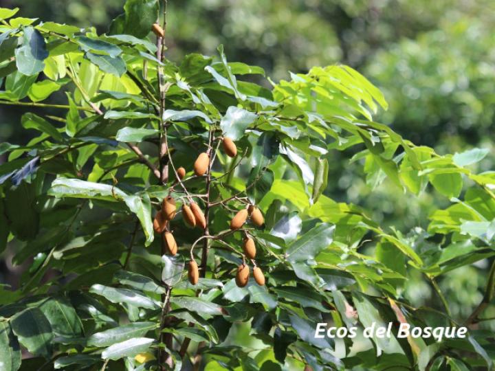 Dipteryx panamensis (Almendro de montaña) Dipteryx panamensis (Almendro de montaña)