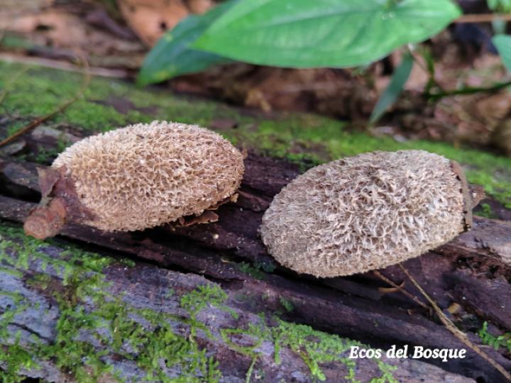 Dipteryx panamensis (Almendro de montaña) Dipteryx panamensis (Almendro de montaña)