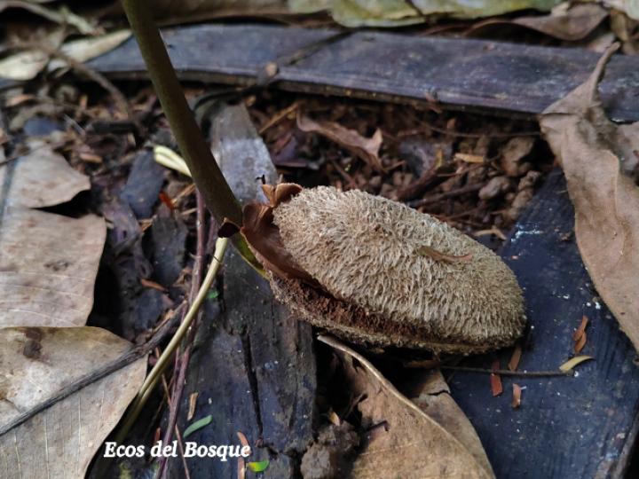 Dipteryx panamensis (Almendro de montaña) Dipteryx panamensis (Almendro de montaña)