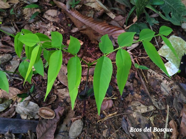 Dipteryx panamensis (Almendro de montaña) Dipteryx panamensis (Almendro de montaña)