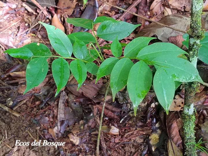 Dipteryx panamensis (Almendro de montaña) Dipteryx panamensis (Almendro de montaña)