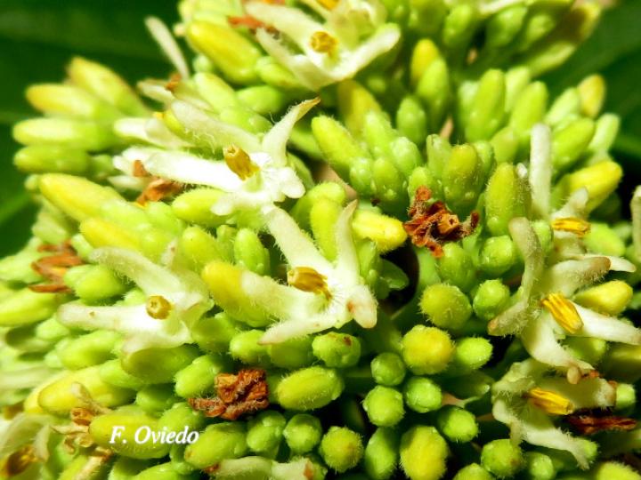 Forsteronia myriantha