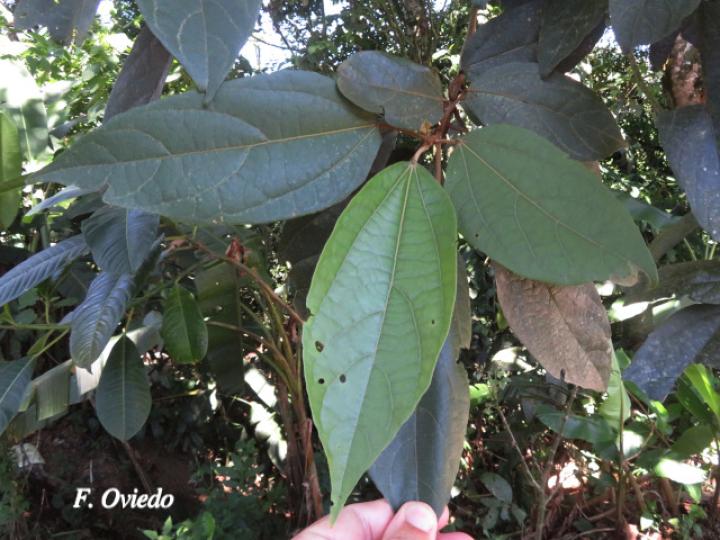 Hampea appendiculata (Burío ratón) Hampea appendiculata (Burío ratón)