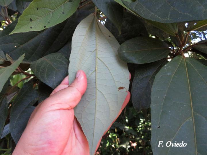 Hampea appendiculata (Burío ratón) Hampea appendiculata (Burío ratón)