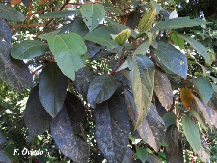 Hampea appendiculata (Burío ratón) Hampea appendiculata (Burío ratón)
