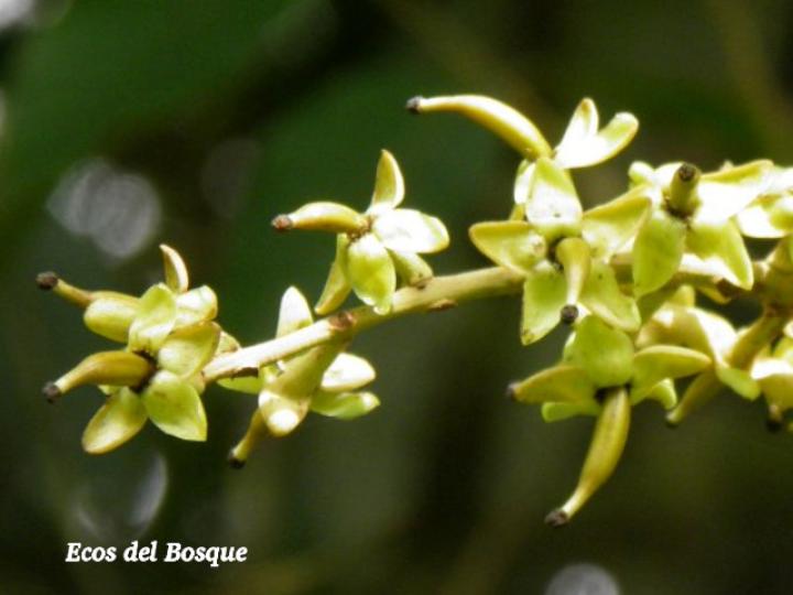 Marila pluricostata (Camarón)