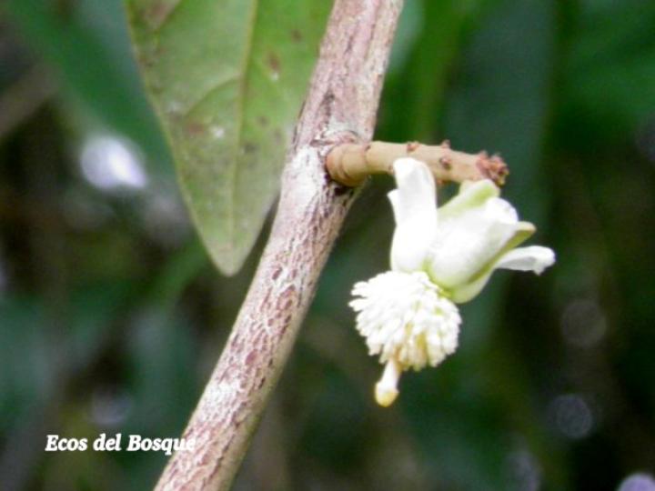 Marila pluricostata (Camarón)