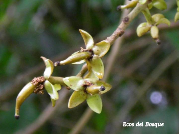 Marila pluricostata (Camarón)