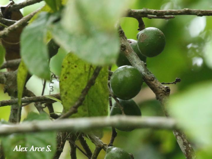Meliosma occidentalis