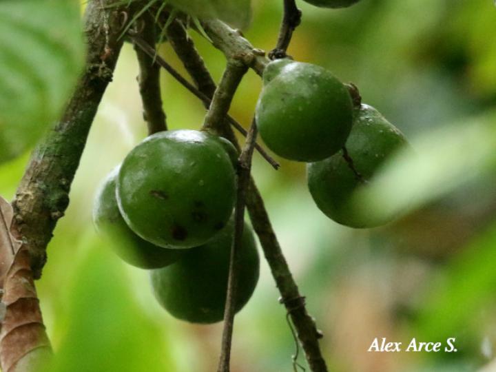 Meliosma occidentalis