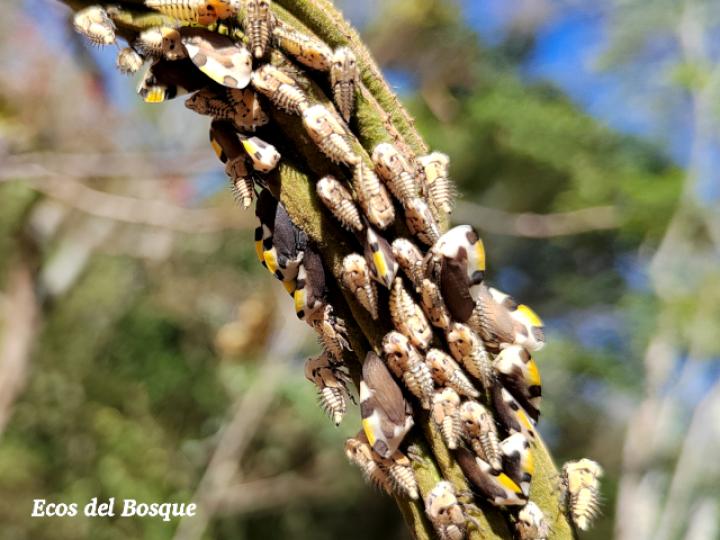 Membracis mexicana (Periquito del nance)