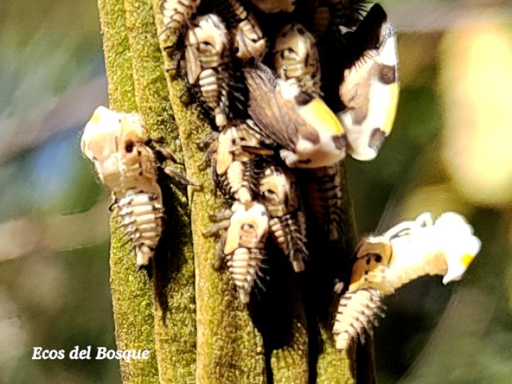 Membracis mexicana (Periquito del nance)