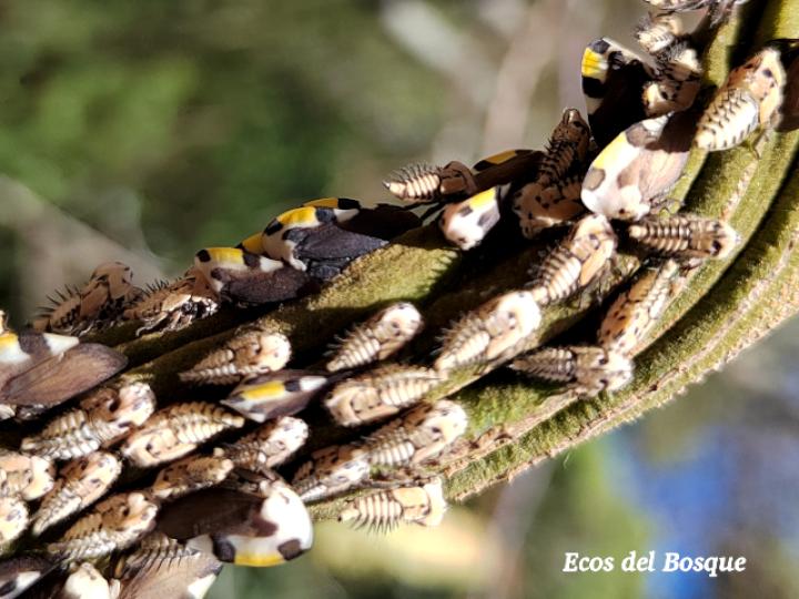Membracis mexicana (Periquito del nance)