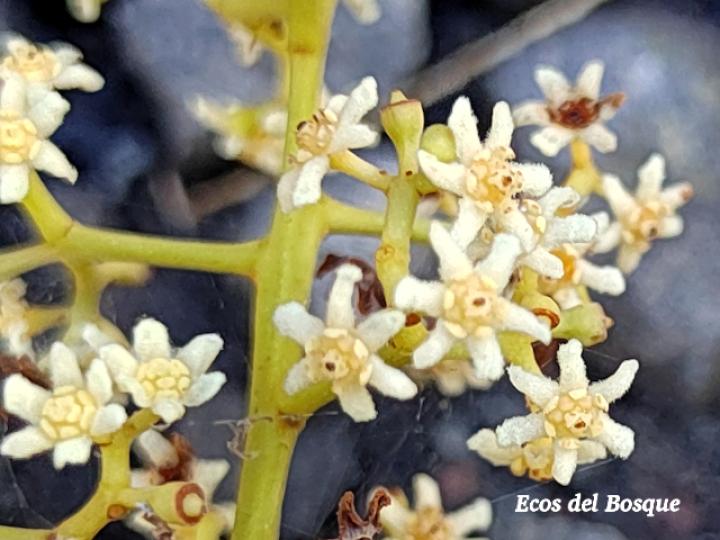 Nectandra membranacea (Aguacatillo)