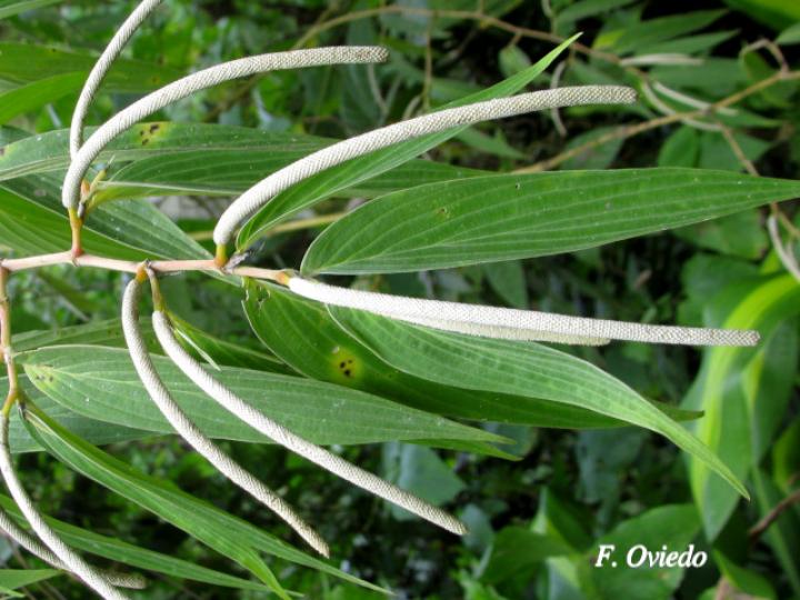 Piper friedrichsthalii