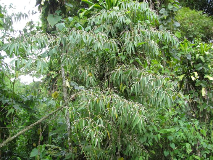 Piper friedrichsthalii