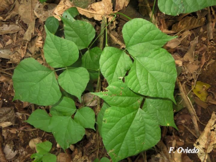 Rhynchosia erythrinoides Rhynchosia erythrinoides