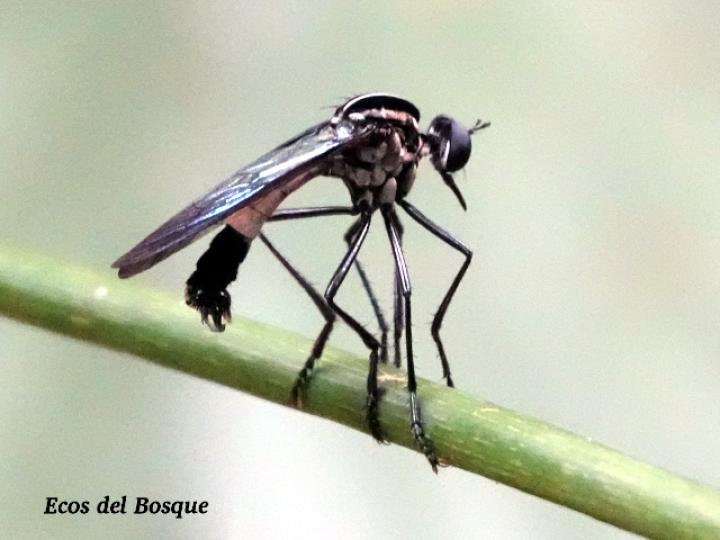 Senobasis corsair (Mosca cazadora)