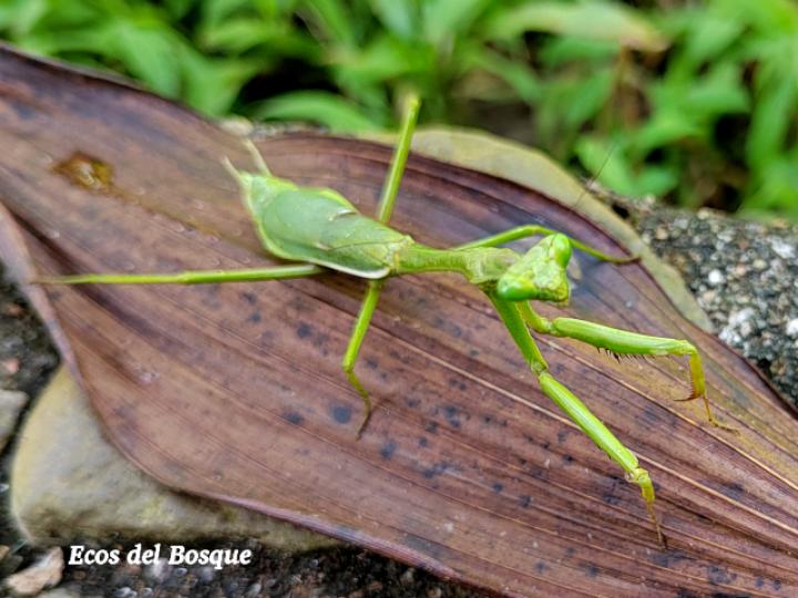 Stagmatoptera biocellata (Mantis religiosa)
