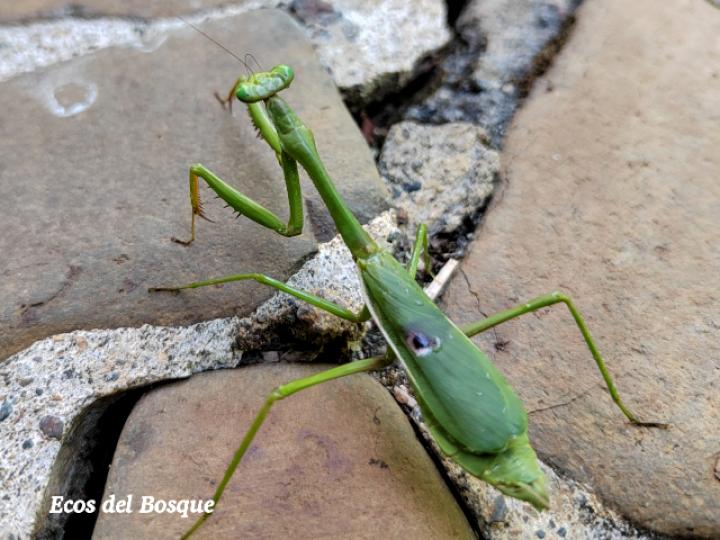 Stagmatoptera biocellata (Mantis religiosa)