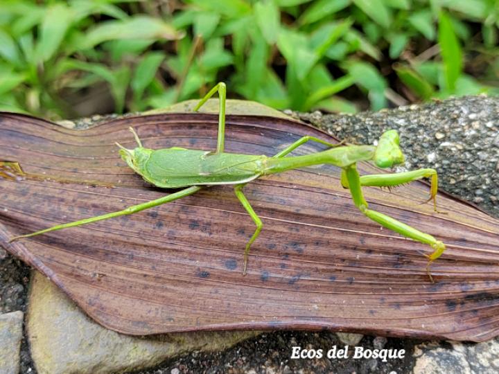 Stagmatoptera biocellata (Mantis religiosa)