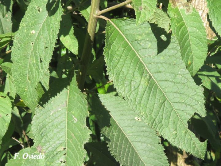 Vernonanthura patens (Tuete)