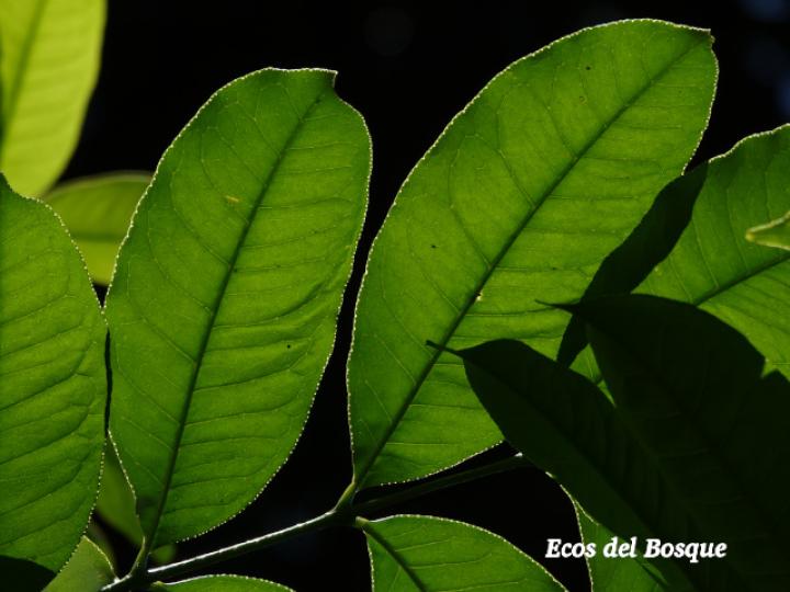 Zanthoxylum acuminatum (Lagartillo)
