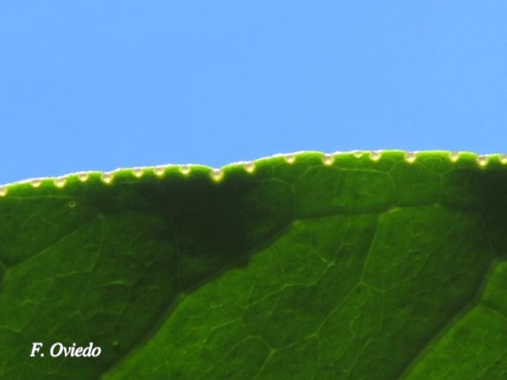 Zanthoxylum acuminatum (Lagartillo)