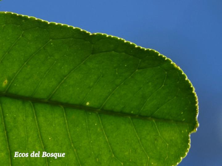 Zanthoxylum acuminatum (Lagartillo)