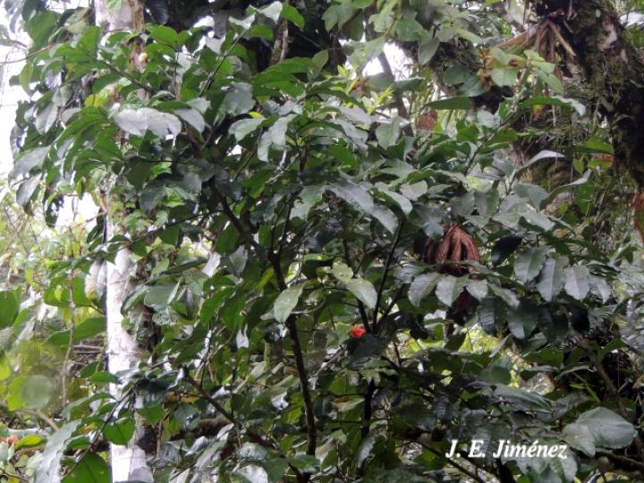 Zanthoxylum acuminatum (Lagartillo)