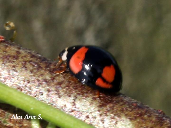 Adalia bipunctata (Mariquita de dos puntos)