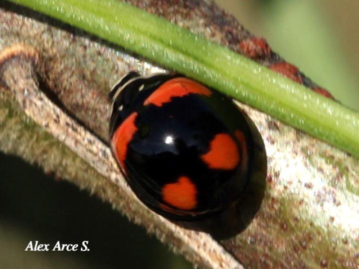 Adalia bipunctata (Mariquita de dos puntos)