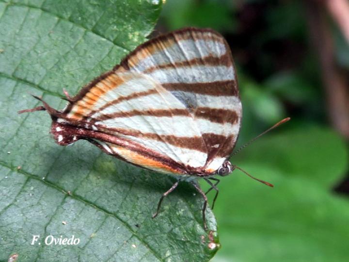 Arawacus lincoides