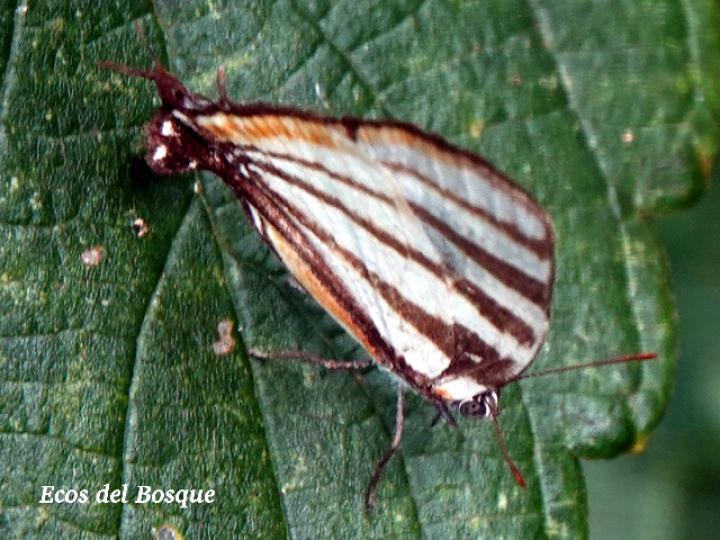 Arawacus lincoides
