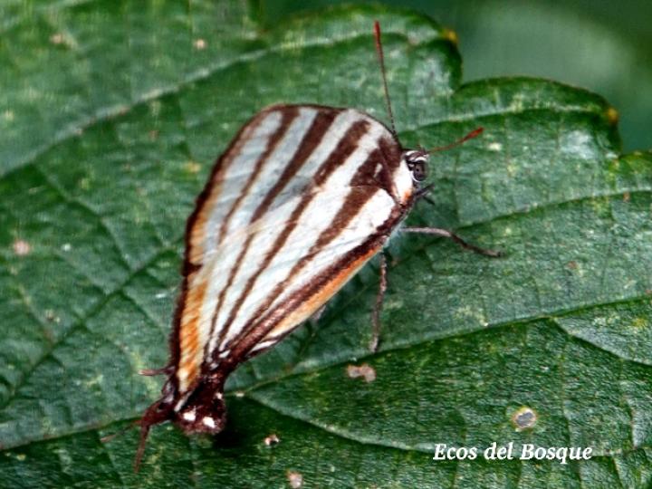 Arawacus lincoides