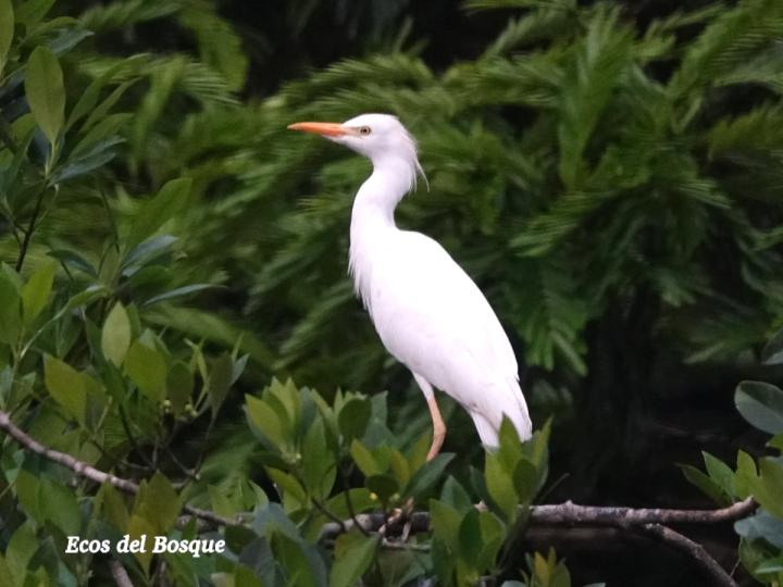Bubulcus ibis (Garza bueyera)