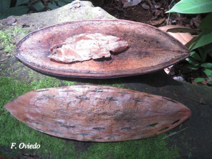 Callichlamys latifolia